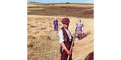 Żniwa w Żarkach 87 lat temu-59768