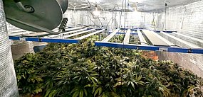 Plantacja konopi indyjskich w Chrzanowie