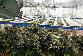 Plantacja konopi indyjskich w Chrzanowie. Właścicielowi grozi 20 lat -60905