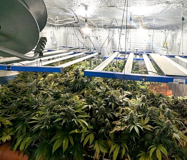 Plantacja konopi indyjskich w Chrzanowie. Właścicielowi grozi 20 lat -60905