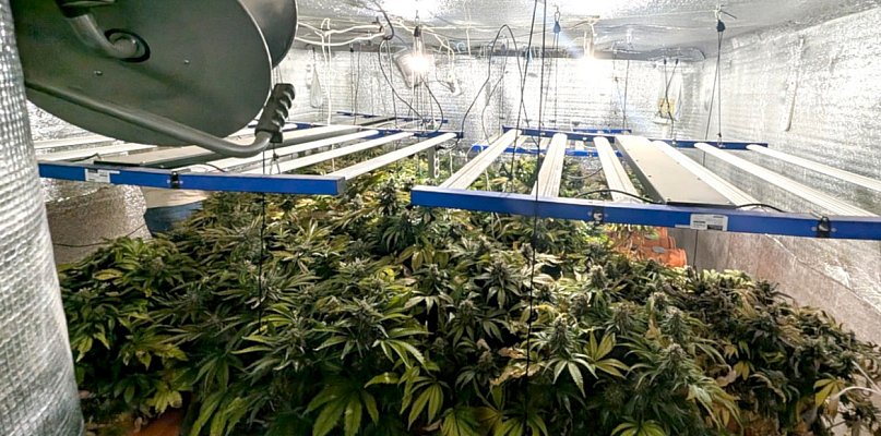 Plantacja konopi indyjskich w Chrzanowie. Właścicielowi grozi 20 lat  - 60905