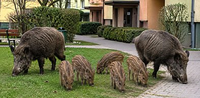 Dziki nadal straszą mieszkańców. Wojewoda zwleka z decyzją