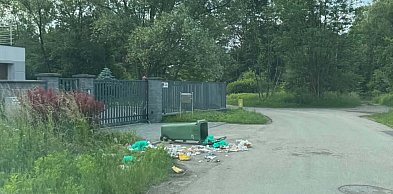 Dziki przewracają kubły na śmieci