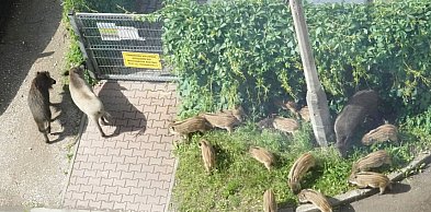 Odstrzał dzików utknął. Wszystko przez spór o pieniądze