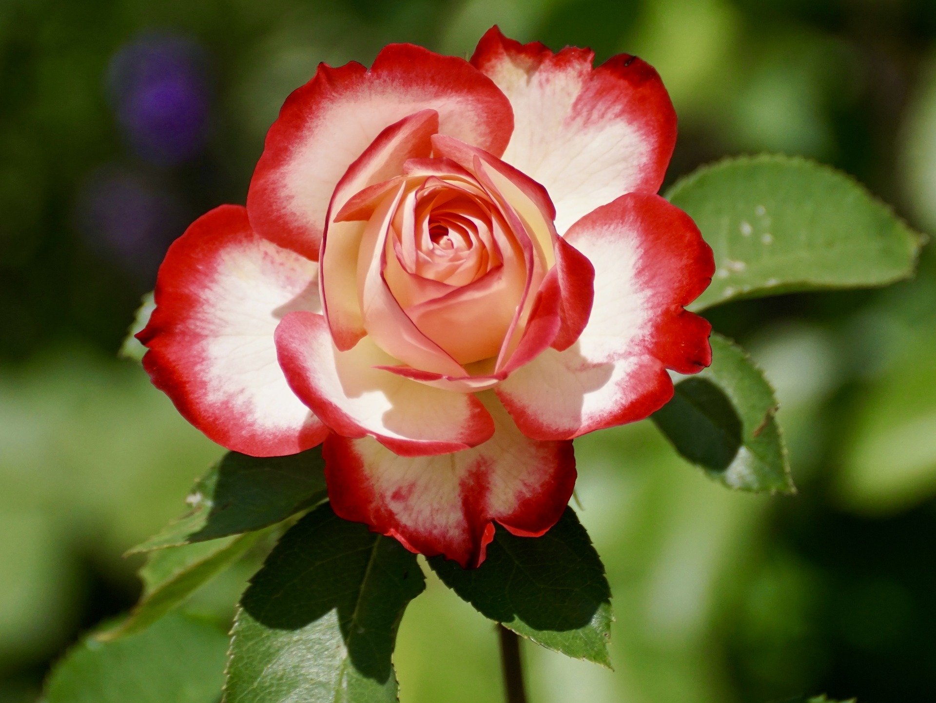 Róża o różnej symbolice